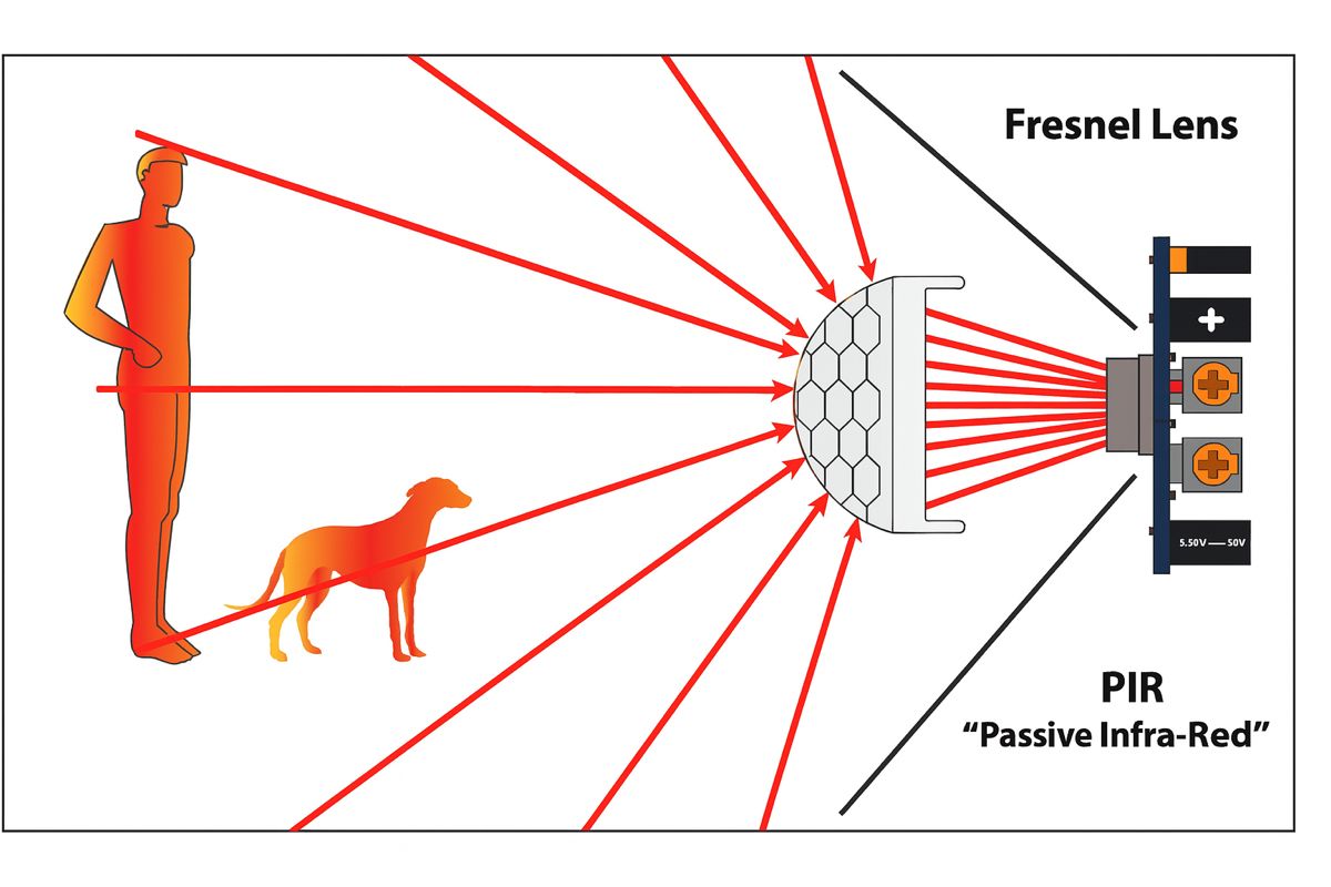 A diagram of a dog and a ball AI-generated content may be incorrect.